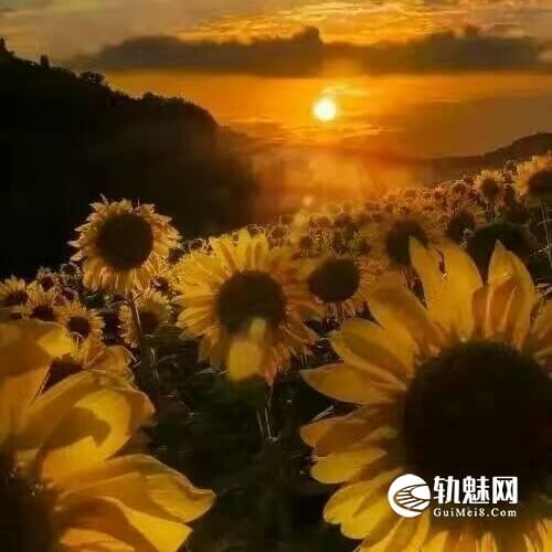 像小强一样活着